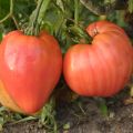 Tomate Rose de Berne Bio - Ferme de Sainte Marthe