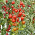Tomate-cereja Supersweet 100 F1 plantas jovens