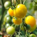 Tomate-cereja Cherry Yellow plantas jovens