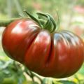 Tomate Russe Rouge plantas joverns