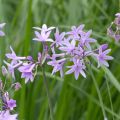Alho-social - Tulbaghia violacea