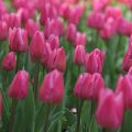 Tulipa Simples precoce Christmas Dream
