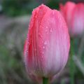 Tulipa híbrida Darwin Van Eijk