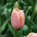 Tulipa Simples tardia Menton