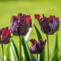 Tulipa Papagaio Black Parrot