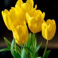 Tulipa Triunfo Strong Gold