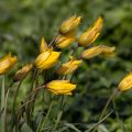 Tulipa sylvestris