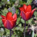 Tulipa Simples precoce Couleur Cardinal
