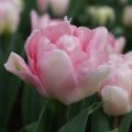 Tulipa Dobrada precoce Foxtrot