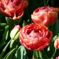 Tulipa Dobrada precoce Copper Image