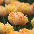 Tulipa Dobrada precoce Foxy Foxtrot