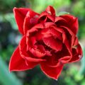 Tulipa Dobrada precoce Largo