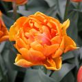 Tulipa Dobrada tardia Orange Princess