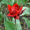 Tulipa Dobrada tardia Red Princess