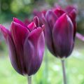 Tulipa Lírio Merlot