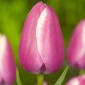 Tulipa Simples tardia Jumbo Beauty