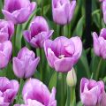 Tulipa Simples tardia Violet Beauty
