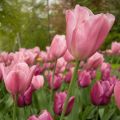 Tulipa Triunfo Early Glory