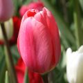 Tulipa Triunfo Spryng