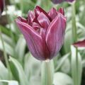 Tulipa Triunfo Havran
