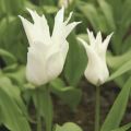 Tulipa Lírio White Triumphator