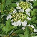 Viburnum opulus Compactum - Bola-de-neve