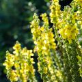 Verbascum olympicum - Molène-de-Olimpo