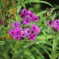 Vernonia crinita