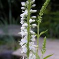 Veronica longifolia Charlotte®