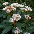 Viburnum davidii - Viburno-de-David