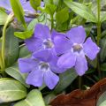 Pervinca-maior  - Vinca major