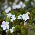 Vinca-menor Alba