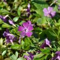 Vinca-menor Atropurpurea