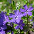 Vinca-menor  - Vinca minor