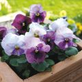 Amor-perfeito EVO PINK SHADE - Viola hybrida
