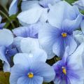 Amor-perfeito Inspire Silver Blue - Viola x witrockiana