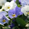 Amor-perfeito Cool Wave Frost - Viola x wittrockiana