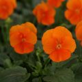 Viola cornuta Sorbet XP Deep Orange