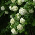 Viburnum opulus Roseum - Bola-de-neve