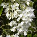 Wisteria venusta - Glicínia