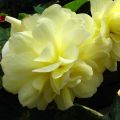 Begónia grandiflora Amarelo