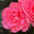 Begónia grandiflora Rosa