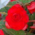 Begónia grandiflora Vermelho