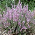 Calluna vulgaris Silver Knight