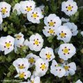 Cistus x lusitanicus Decumbens