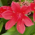 Cyrtanthus elatus Vermelho