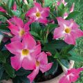 Dipladénia BELLA Pink Star