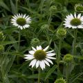 Echinacea Purity