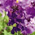 Erysimum Poem Lilac