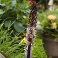 Eucomis comosa Sparkling Rosy®